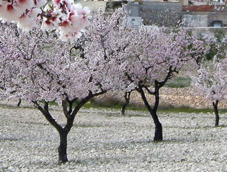 La Serrella almond orchards